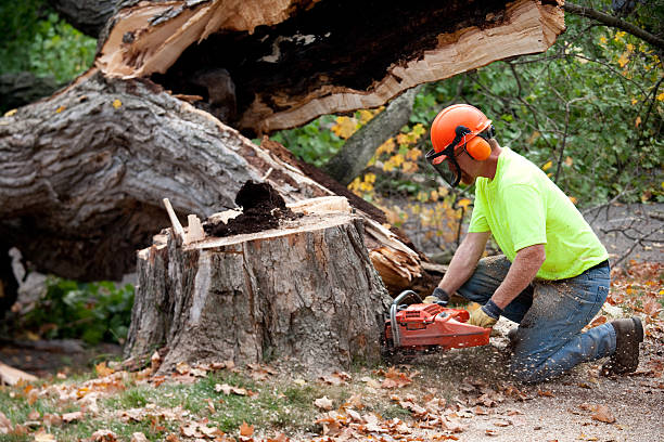 Best Root Management and Removal  in Tama, IA