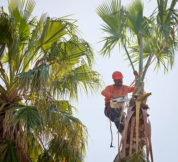 Best Tree Disease Treatment  in Tama, IA